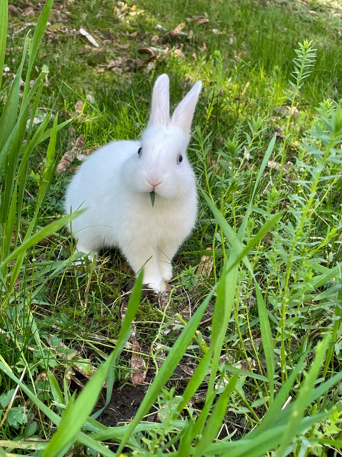 Dwergkonijn, Dieren en Toebehoren, Dwerg