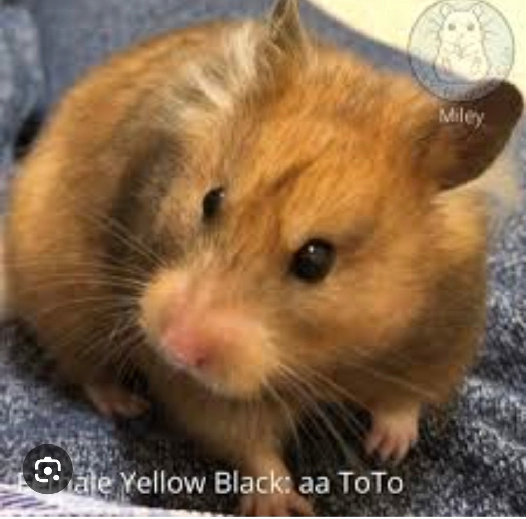 Recherche hamster yellow black mâle, Hamster, Mâle, Domestique, Avril