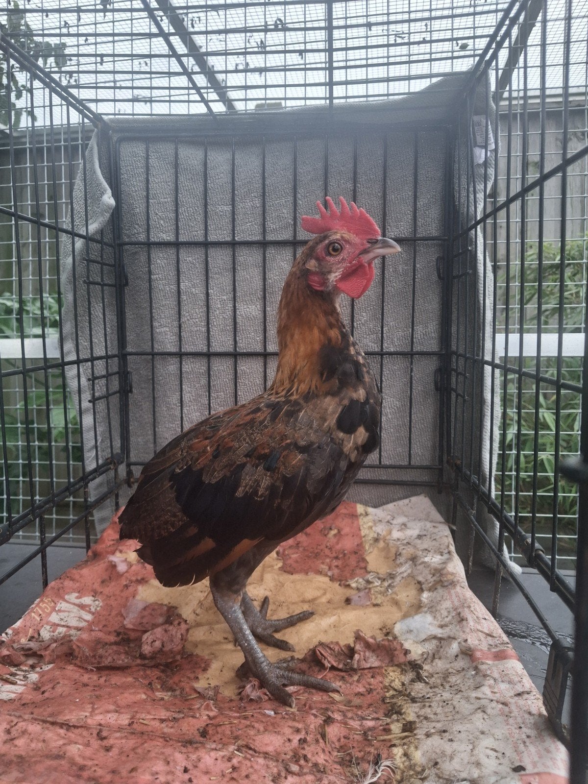 Ardenner kriel bolstaart haantje, Dieren en Toebehoren, Pluimvee, Mannelijk, Kip