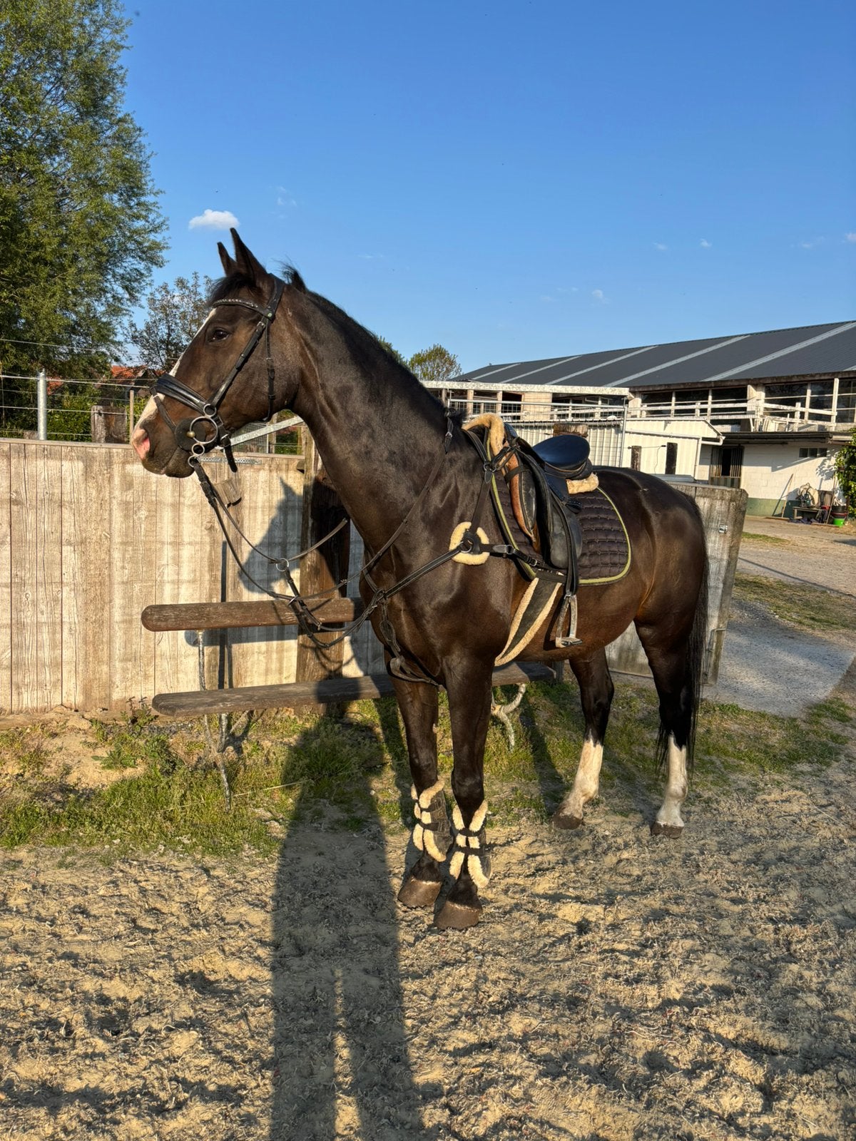 23-jarige merrie te koop als gezelschaps- of verzorgpaard, Dieren en Toebehoren, Paarden, Merrie, L, 160 tot 165 cm, 11 jaar of ouder