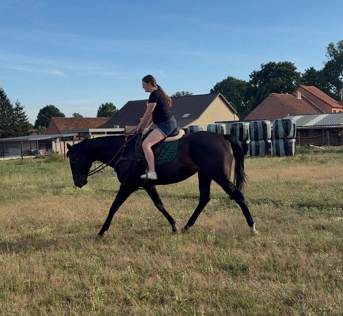Lesgever/lesgeefster gezocht, Dieren en Toebehoren, Paarden, Ruin, Zadelmak, 3 tot 6 jaar