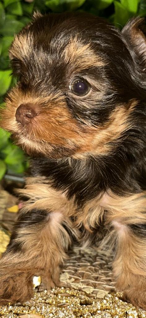 Rare Femelle Yorkshire chocolat sablé, Étranger, Hépatite contagieuse (maladie de Rubarth), Yorkshire Terrier, Chienne