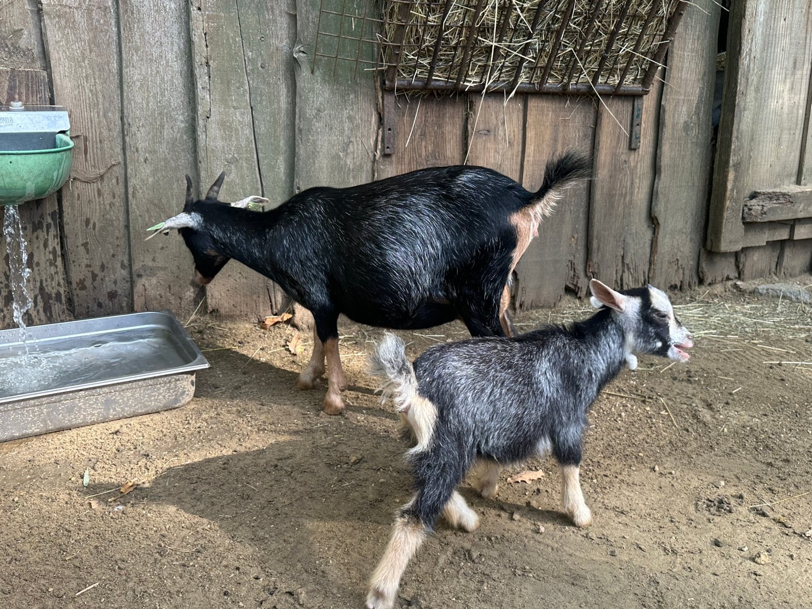 Miekes en bokjes, Dieren en Toebehoren, Meerdere dieren, Geit