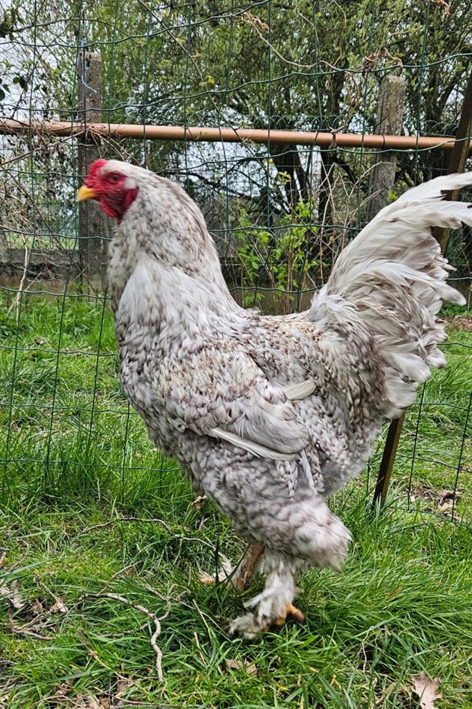 Handtamme kindvriendelijke Brahma haan