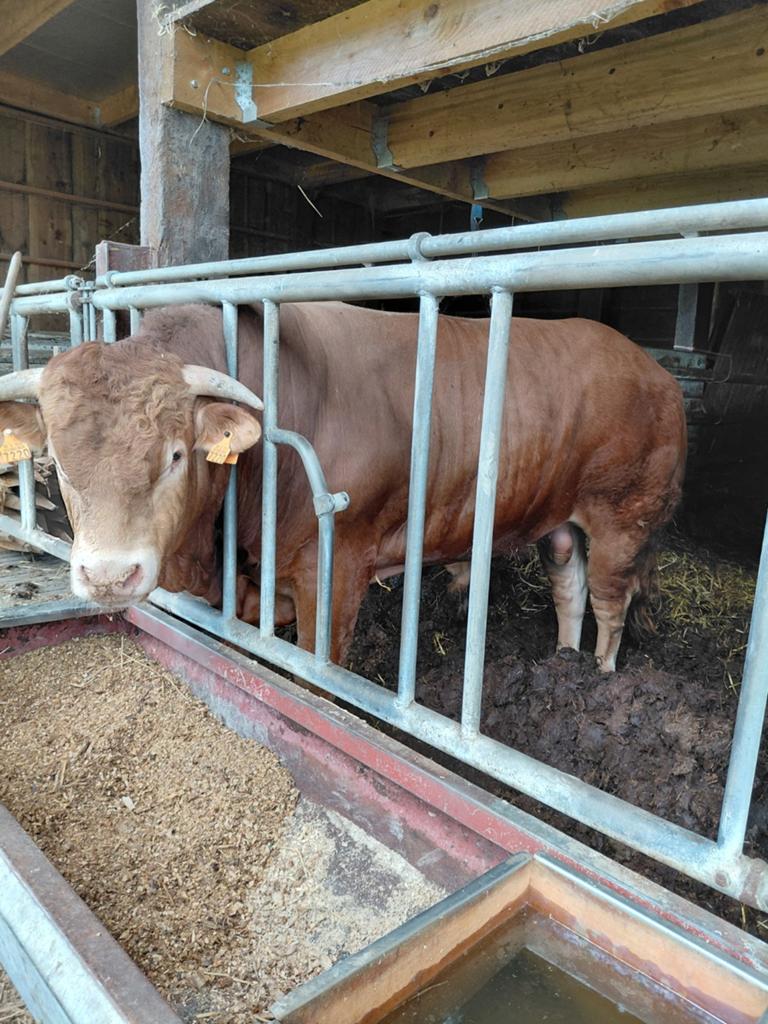 Limousine stier van 2jaar, Dieren en Toebehoren, Runderen, Mannelijk, 0 tot 2 jaar