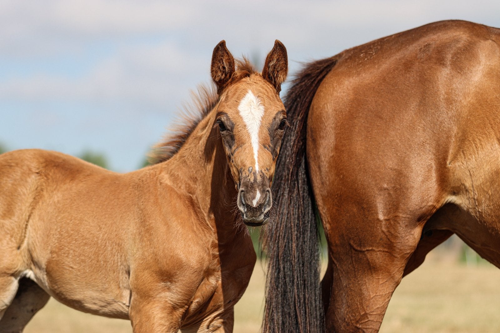 Springgefokt merrieveulen, Dieren en Toebehoren, Paarden, Merrie, Springpaard, Met stamboom, 0 tot 2 jaar