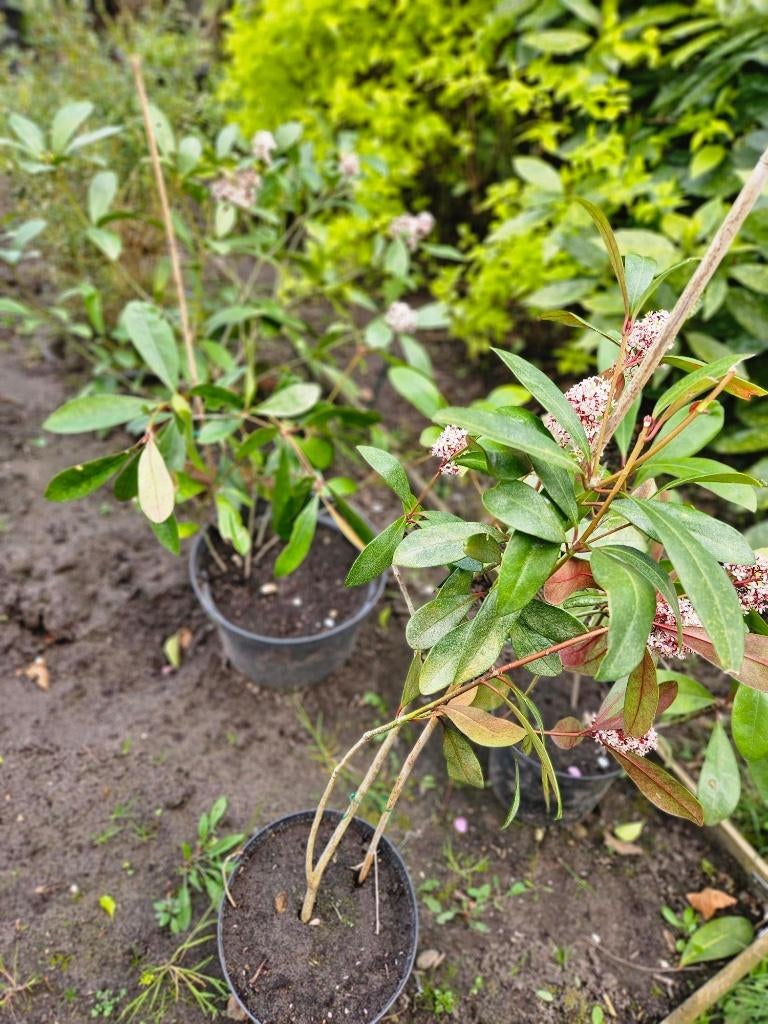 Skimmia Japonica planten ongeveer 50 cm, Tuin en Terras, Ophalen