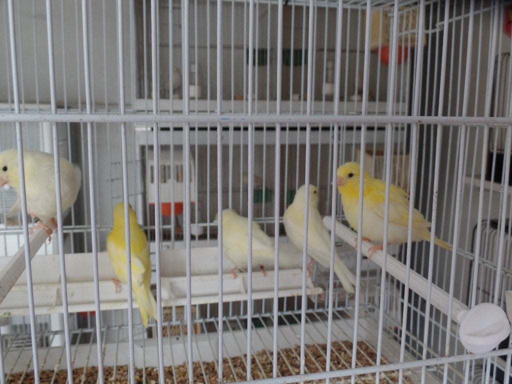 2 geelivoor kanaries van 2026., Dieren en Toebehoren, Vogels | Kanaries, Kleurkanarie