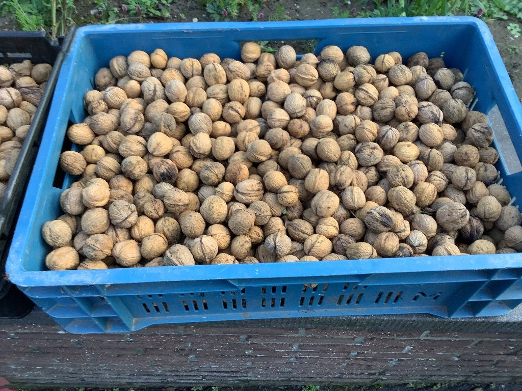 okkernoten, Divers, Enlèvement