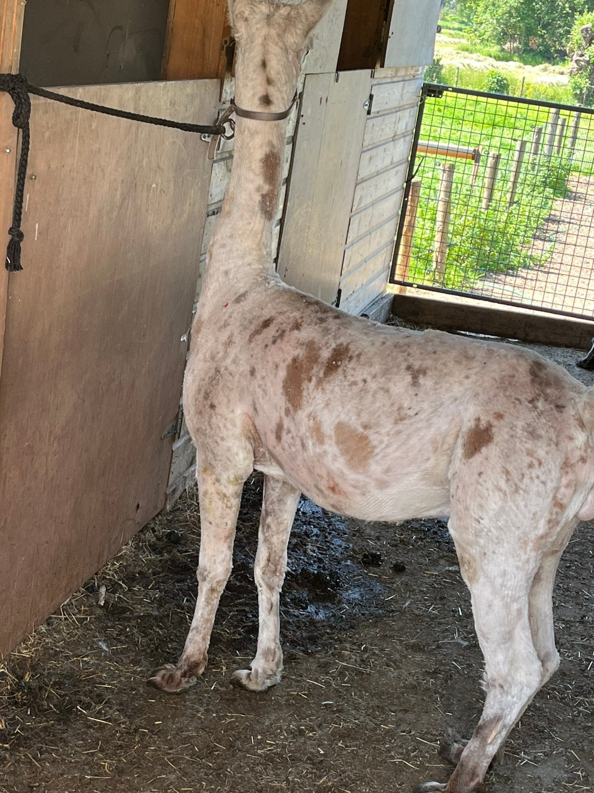 Appaloosa hengst, Dieren en Toebehoren, Overige Dieren, Augustus, Mannelijk