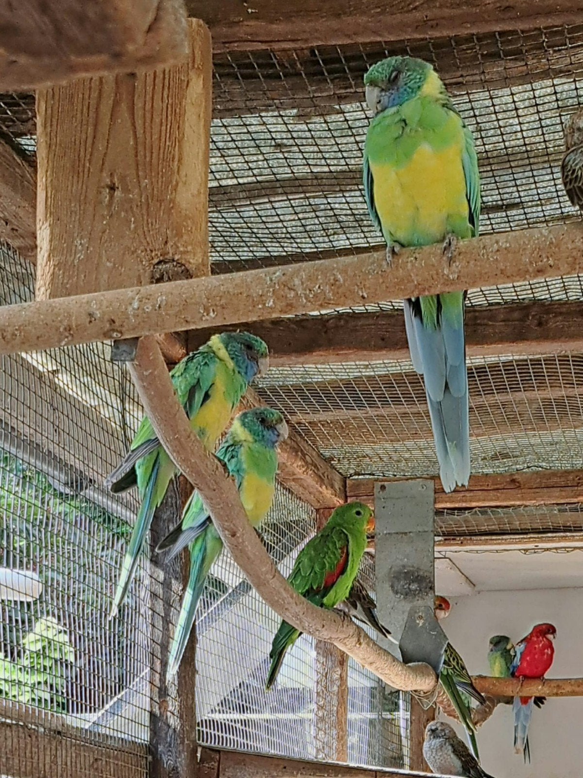 or fin et opaline, Animaux & Accessoires, Oiseaux | Perruches & Perroquets