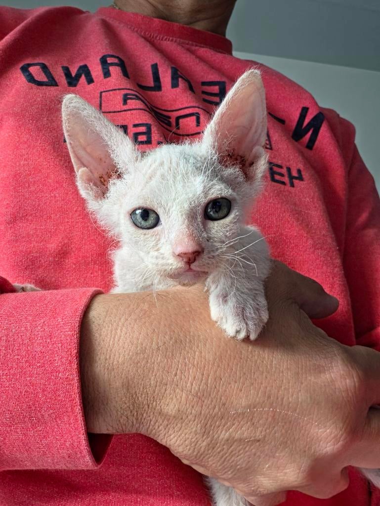 Chaton Sphynx à réserver, Chatte ou Chat, Vermifugé, 0 à 2 ans