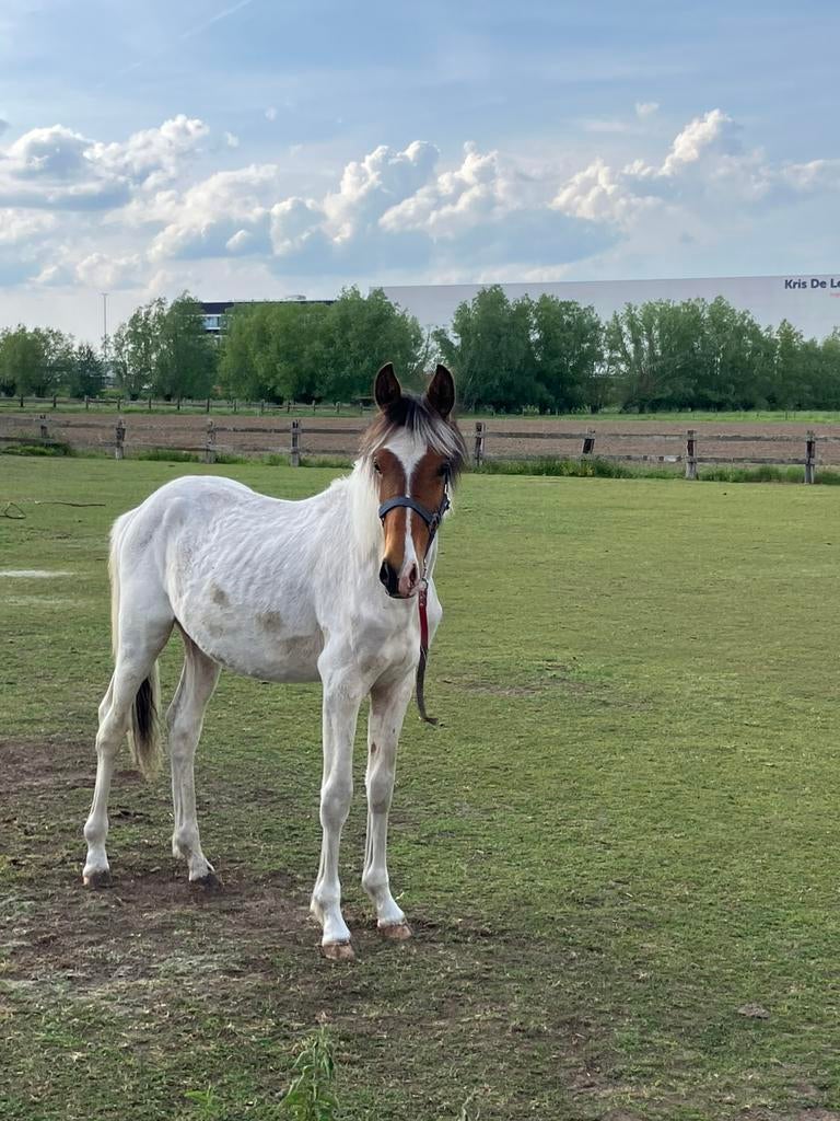Springpony’s, Animaux & Accessoires, Poneys, Poney de saut