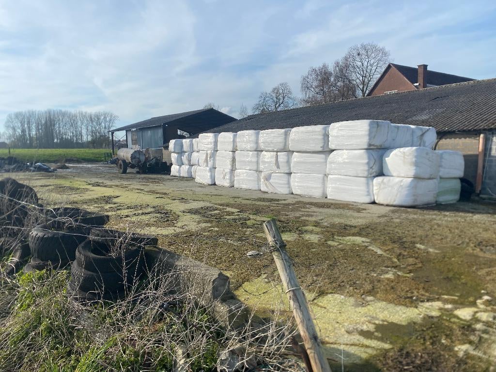 Voordroog gras/raaigras