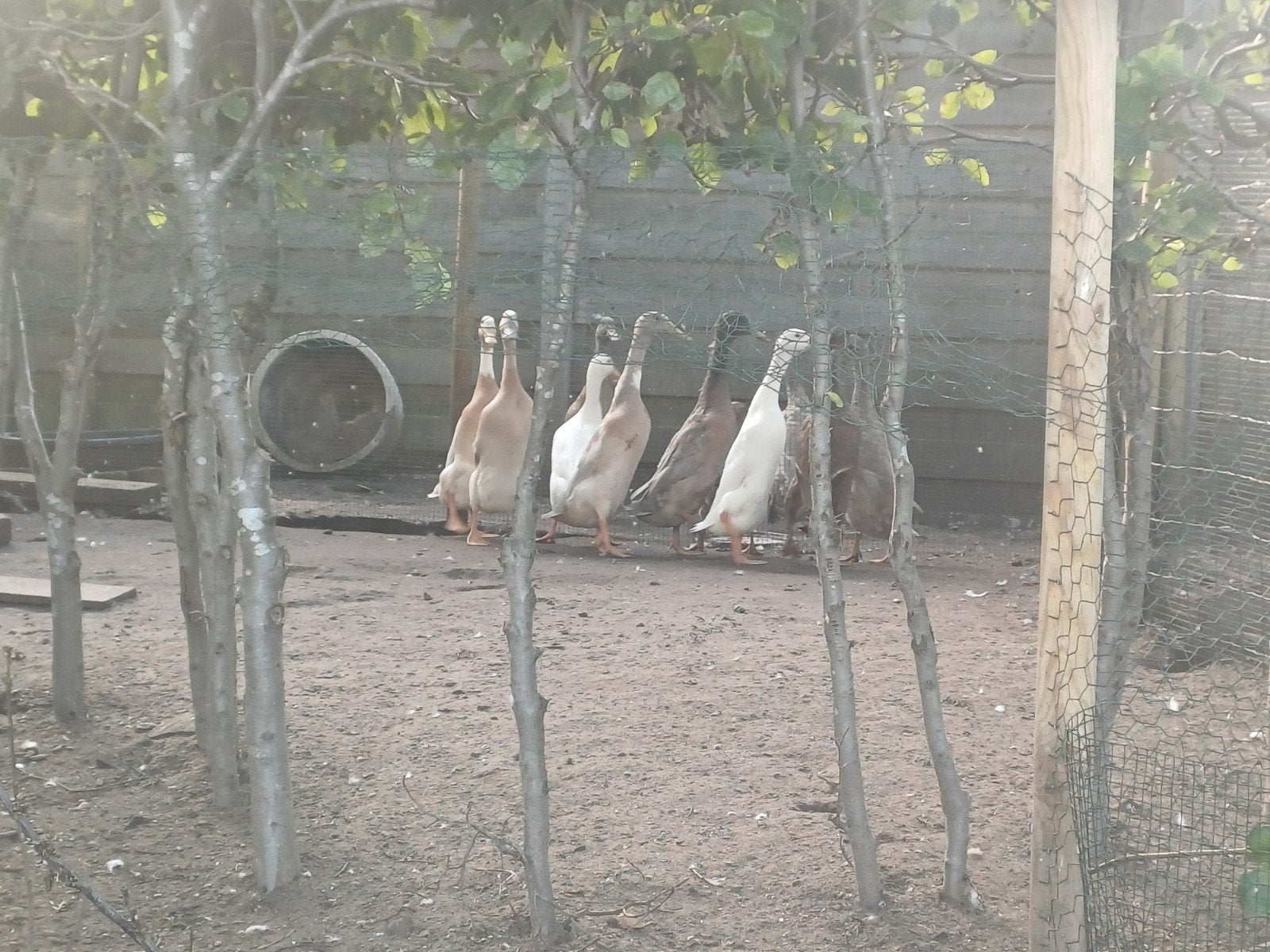loopeenden, Dieren en Toebehoren