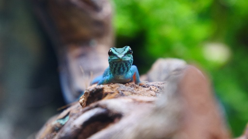 Lygodactylus Williamsi "Electric Blue', Lézard, 0 à 2 ans