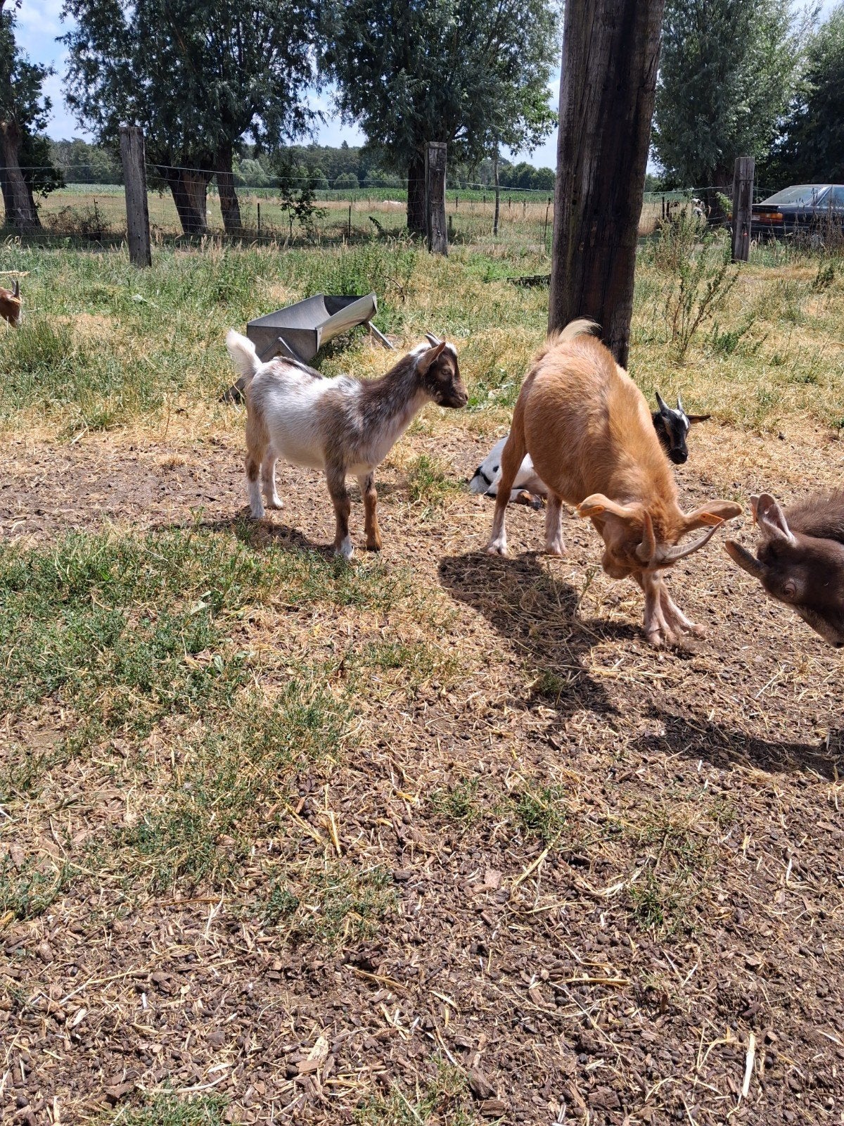 Hermelijn castreert bokje ., Animaux & Accessoires, Moutons, Chèvres & Cochons, Mâle, Chèvre, 0 à 2 ans