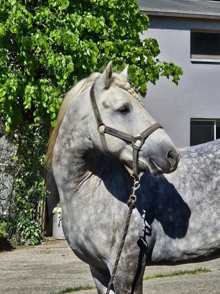 Hengstenfokkerij Camargue, Dieren en Toebehoren, Opfok, 1 paard of pony