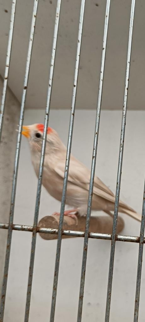 Barmsijs bruinagaat  Man '25, Dieren en Toebehoren