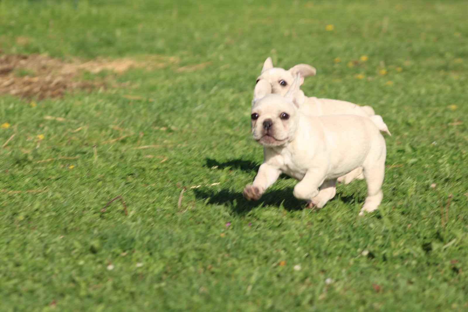 Franse Bulldog pups , mogen mee, vrije ademhaling, Dieren en Toebehoren, Parvo, België, 8 tot 15 weken, Bulldog