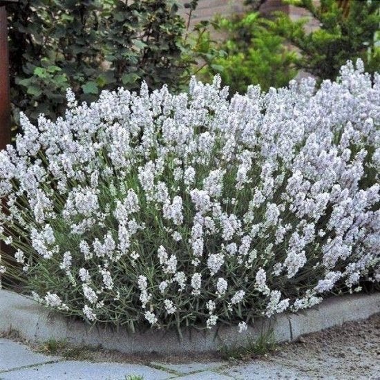 Lavendel Edelweiss, Tuin en Terras, Planten | Tuinplanten, Ophalen, Vaste plant, Bodembedekkers, Volle zon