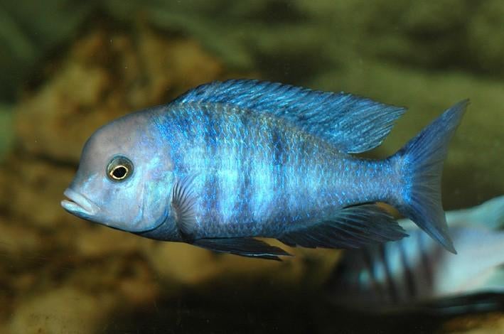 Cichlidés du Malawi Cytocara moorrii, Poisson, Poisson d'eau douce, Banc de poissons