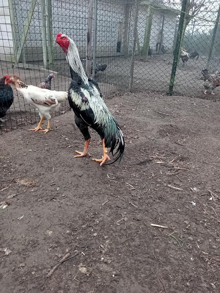 shampoing lapins couleur blé, Animaux & Accessoires, Mâle, Poule ou poulet