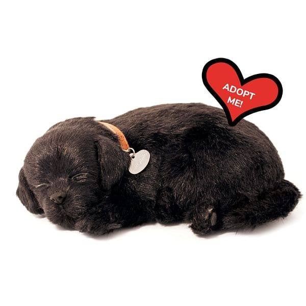 Labrador pup zwart ademt 'echt', Enlèvement ou Envoi, Neuf, Noir, Chien
