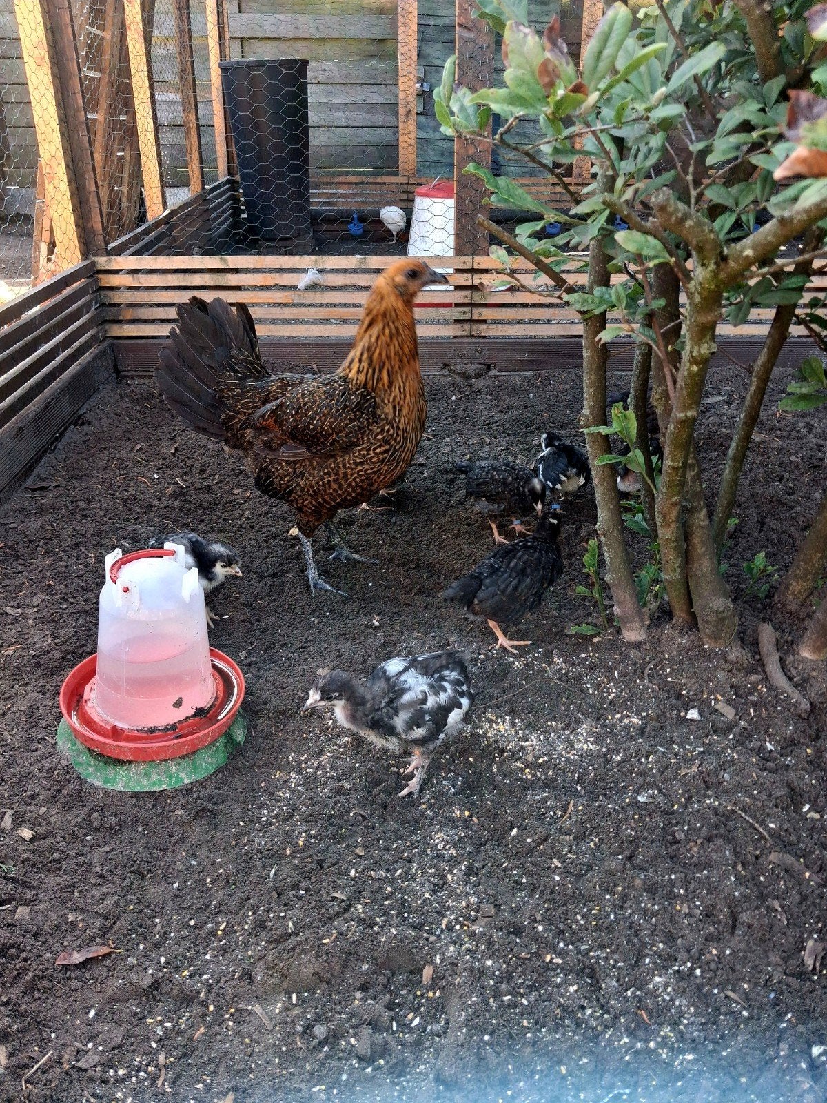 kippen, Animaux & Accessoires, Poule ou poulet