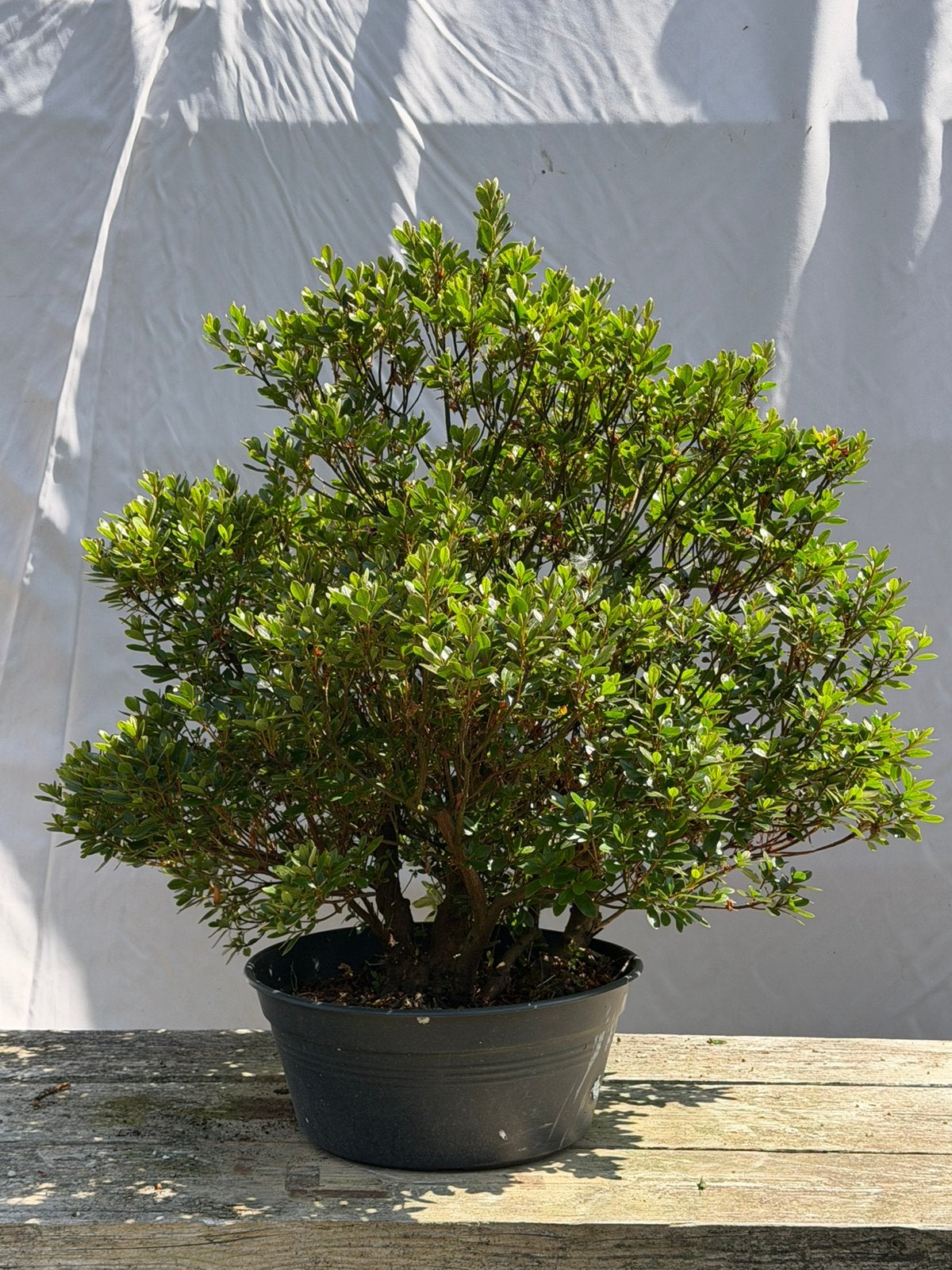 Bonsai, mooi oude azalea, Ophalen