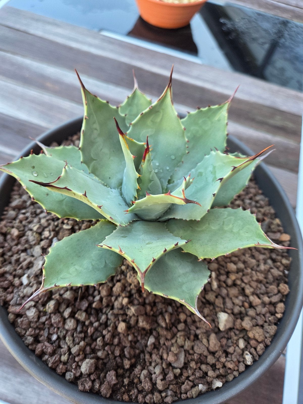Te koop:Agave Parrasana, Enlèvement