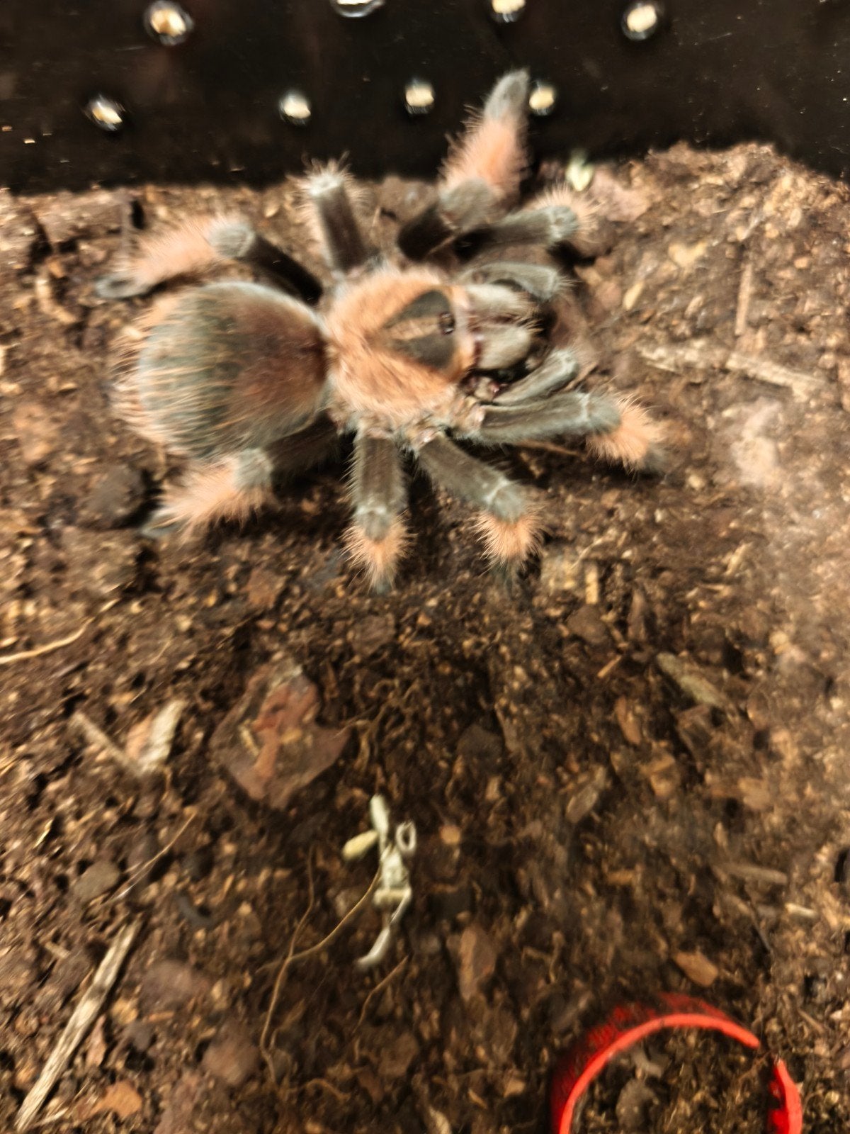 brachypelma emila jong vrouwtje, Dieren en Toebehoren