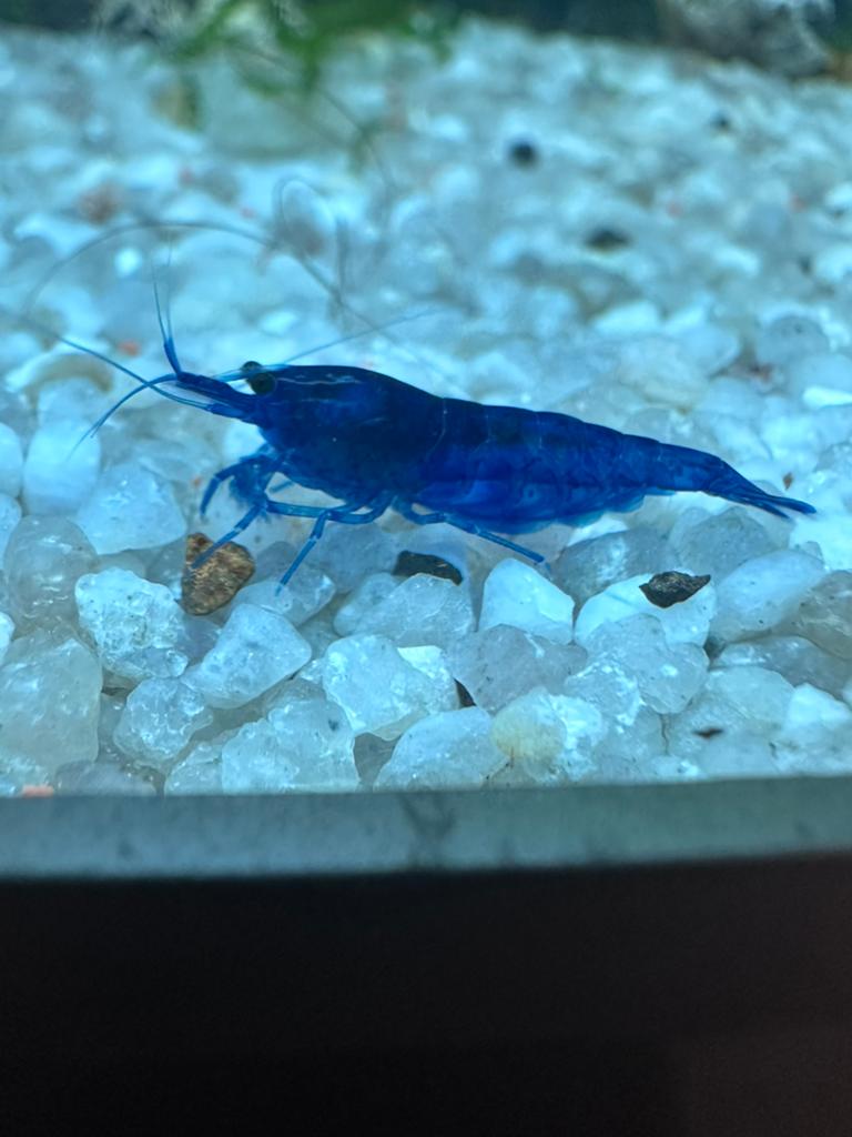 Blue dream garnalen