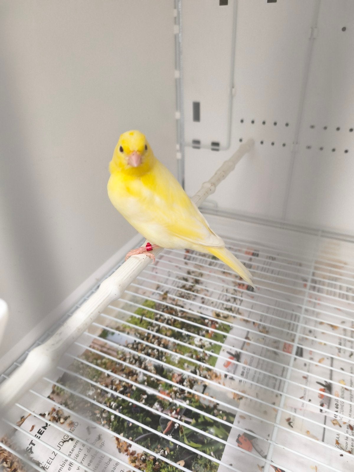 Gele Kanaries 2026, Dieren en Toebehoren, Vogels | Kanaries, Geslacht onbekend, Kleurkanarie