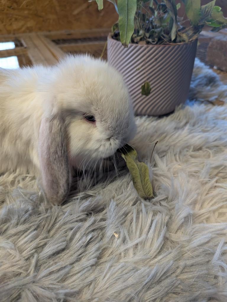 Franse hangoor, Dieren en Toebehoren, Hangoor