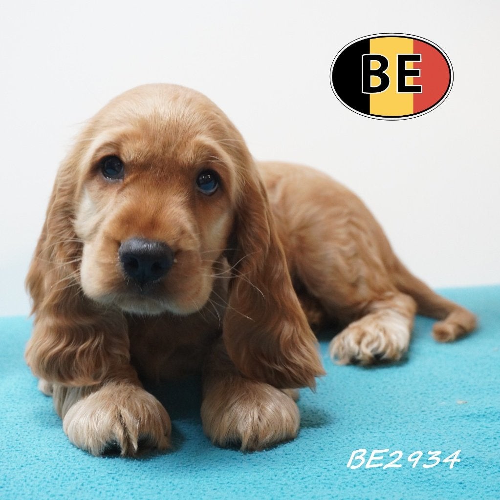Engelse Cocker pups met een vrolijk karakter te koop, Parvo, België, Handelaar, 8 tot 15 weken