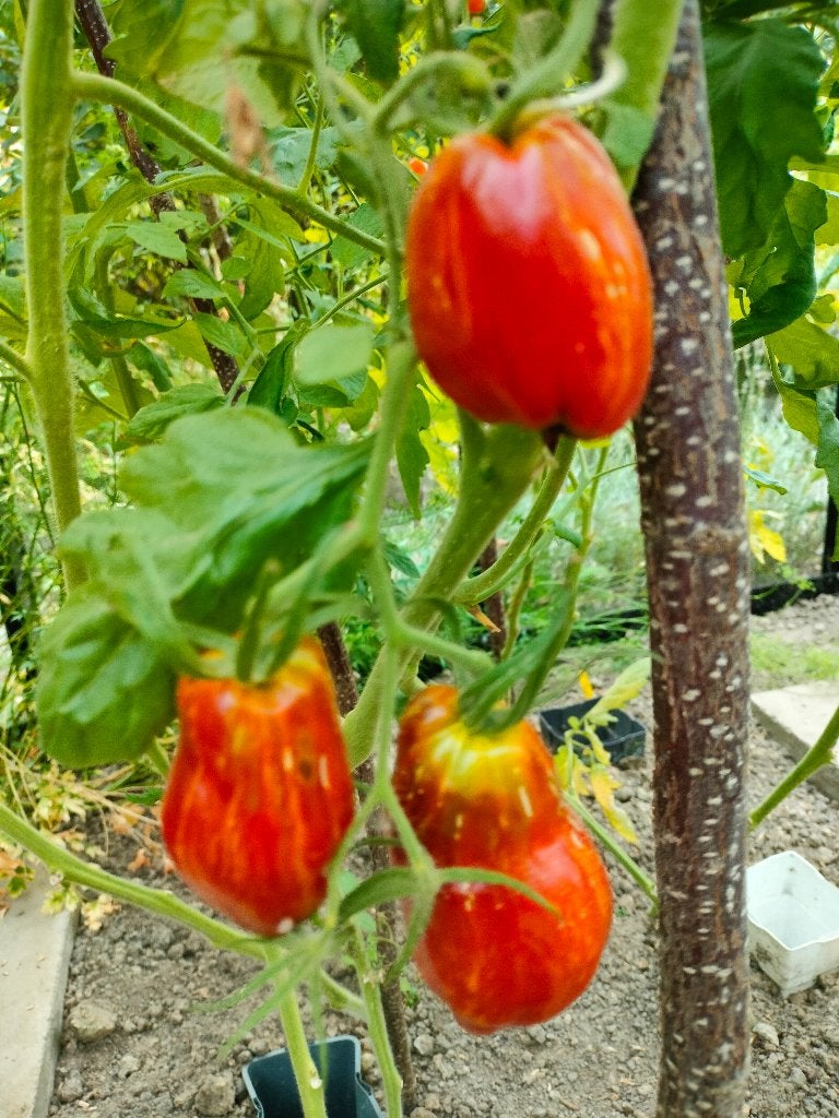 5 graines de tomates Cuban Salami - biologique, Envoi, Printemps, Graine