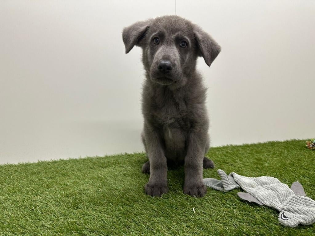 Chiot Berger Allemand - bleu-gris, Chien (mâle), Hépatite contagieuse (maladie de Rubarth), Un chien, Belgique