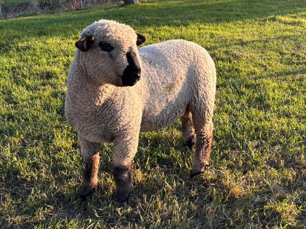 Top hampshire down ramlam te koop met stamboek, Dieren en Toebehoren, Schapen, Geiten en Varkens, Mannelijk, Schaap, 0 tot 2 jaar
