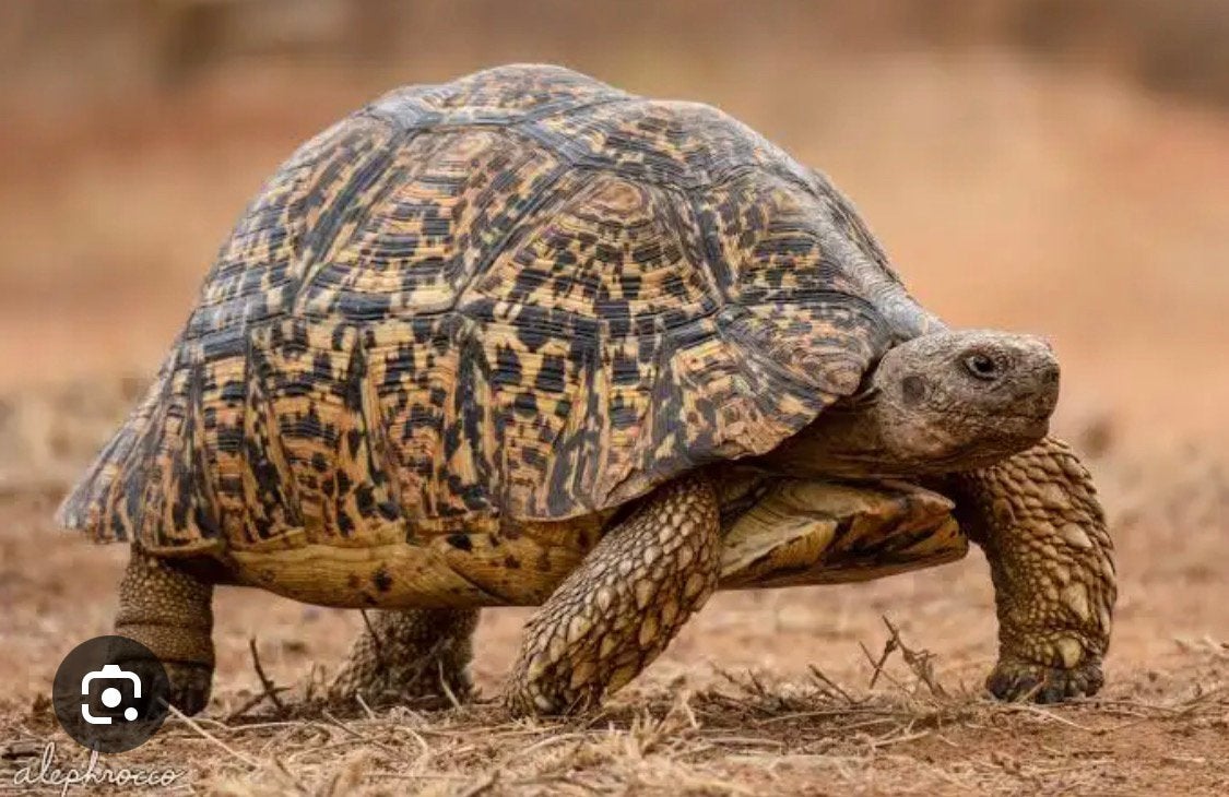 Landschildpad gezocht, Dieren en Toebehoren
