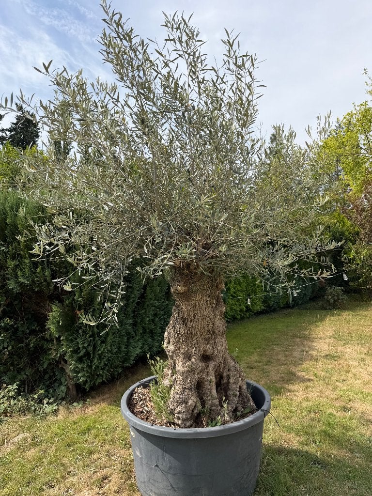 Magnifique Olivier centenaire, Tuin en Terras, Planten | Bomen, Ophalen, In pot, Olijfboom, 250 tot 400 cm