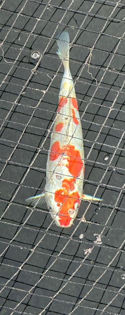 Japanse koi, Karper of Koi