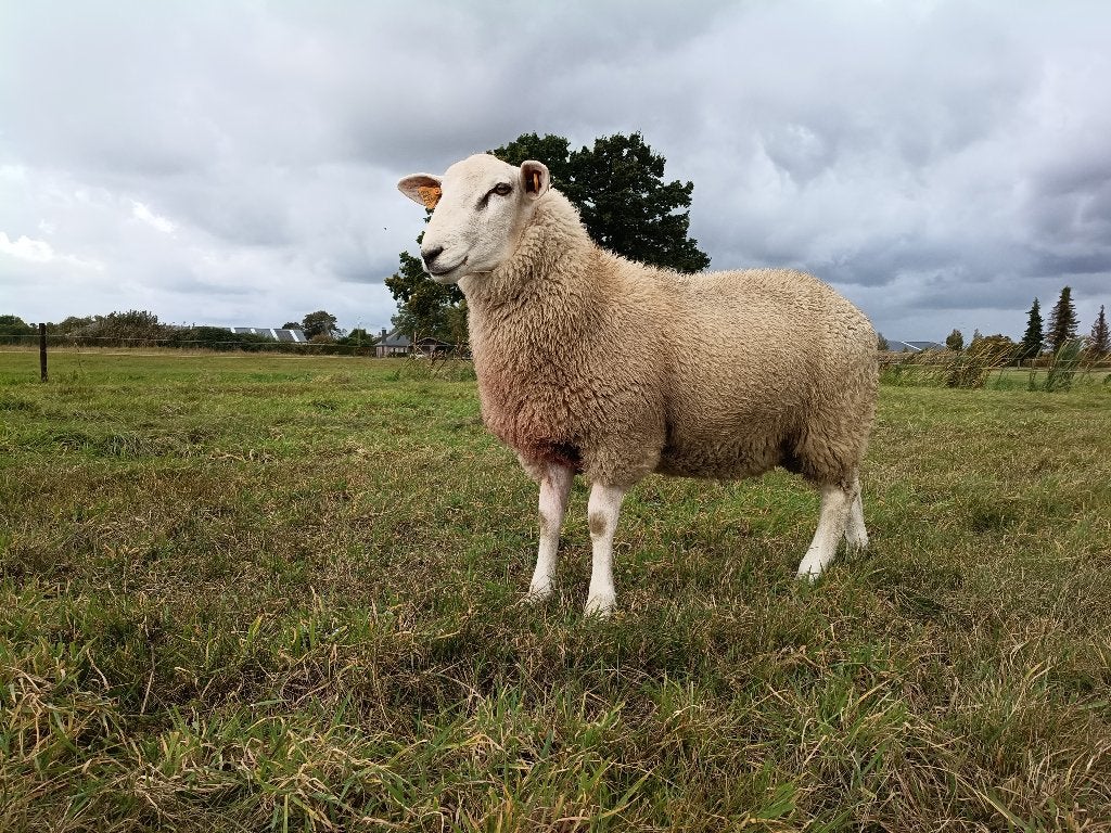 Dek ram, Mâle, Mouton, 0 à 2 ans