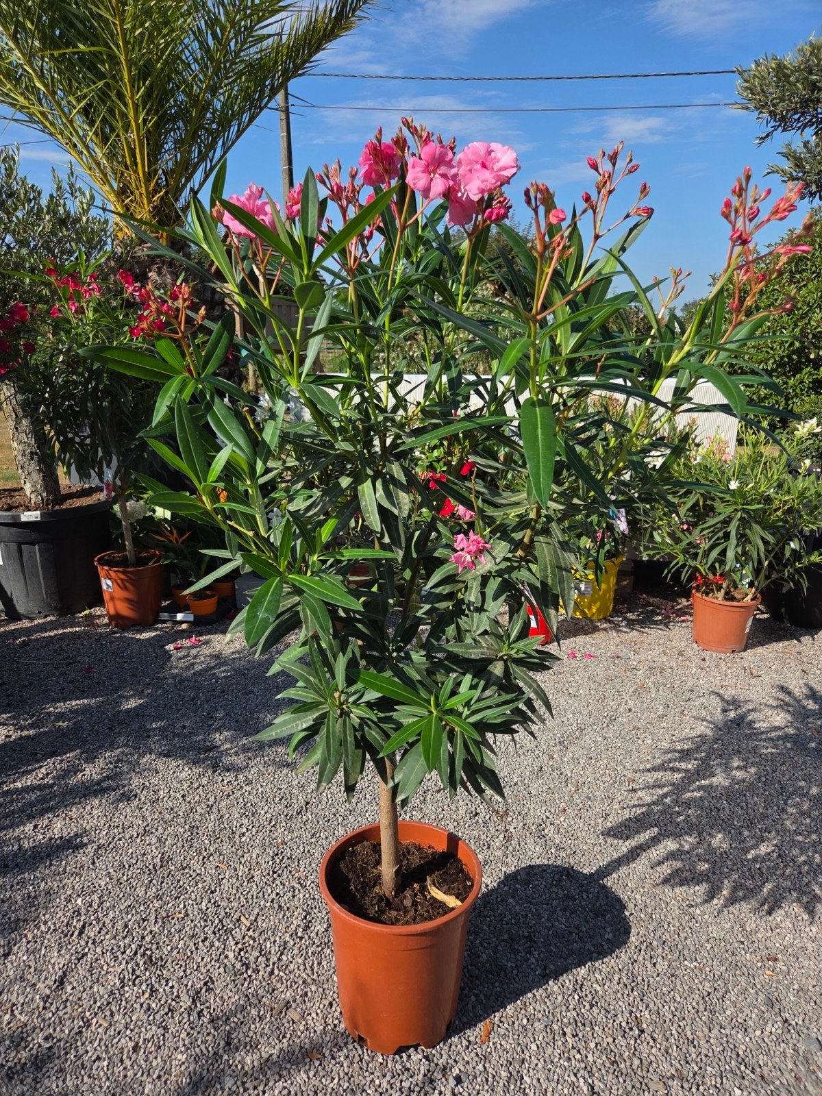 Nerium Oleander op stam, Ophalen