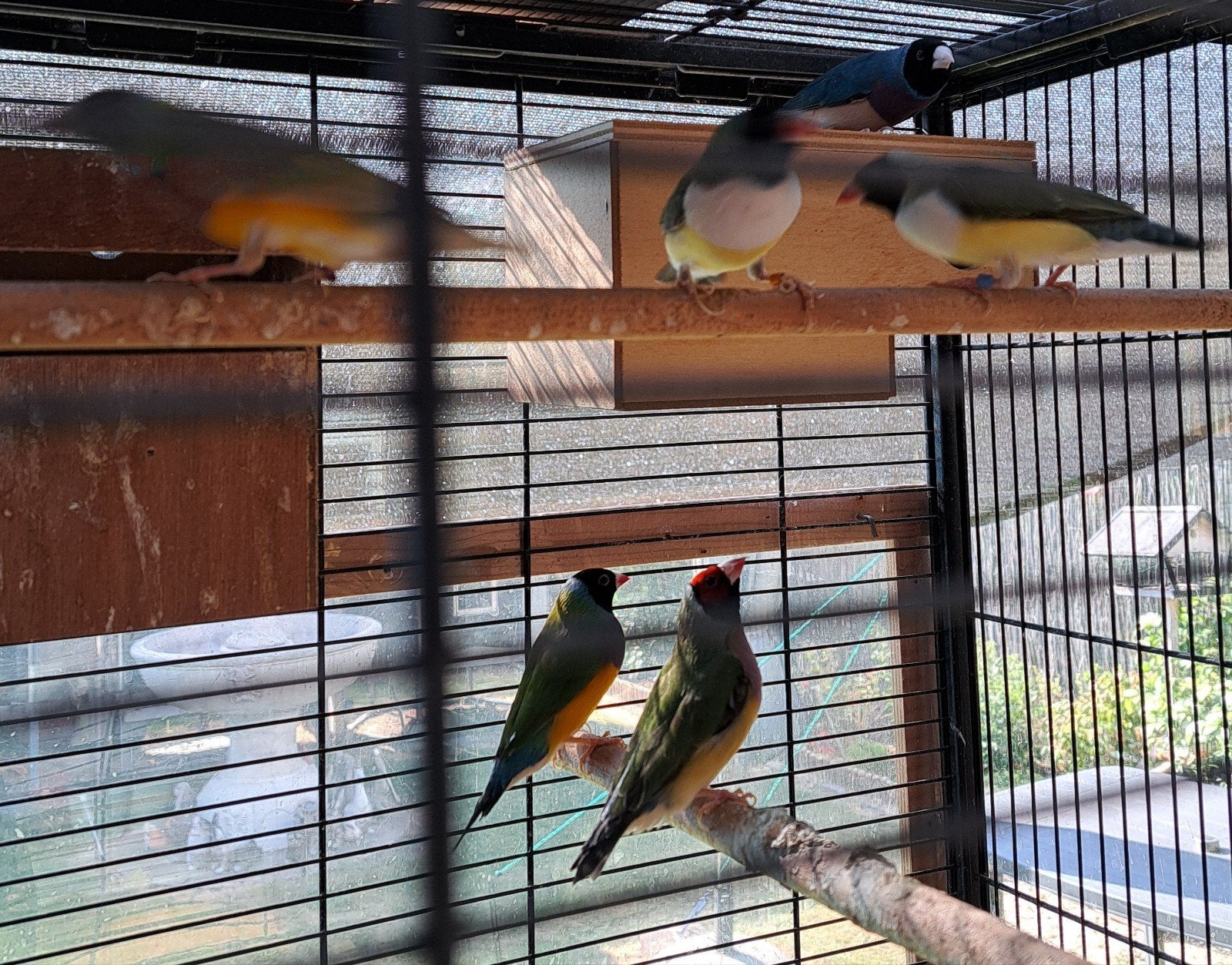 3 kweekkoppels goldamadines 2023-2024 geruift en kweekklaar, Dieren en Toebehoren, Vogels | Kanaries