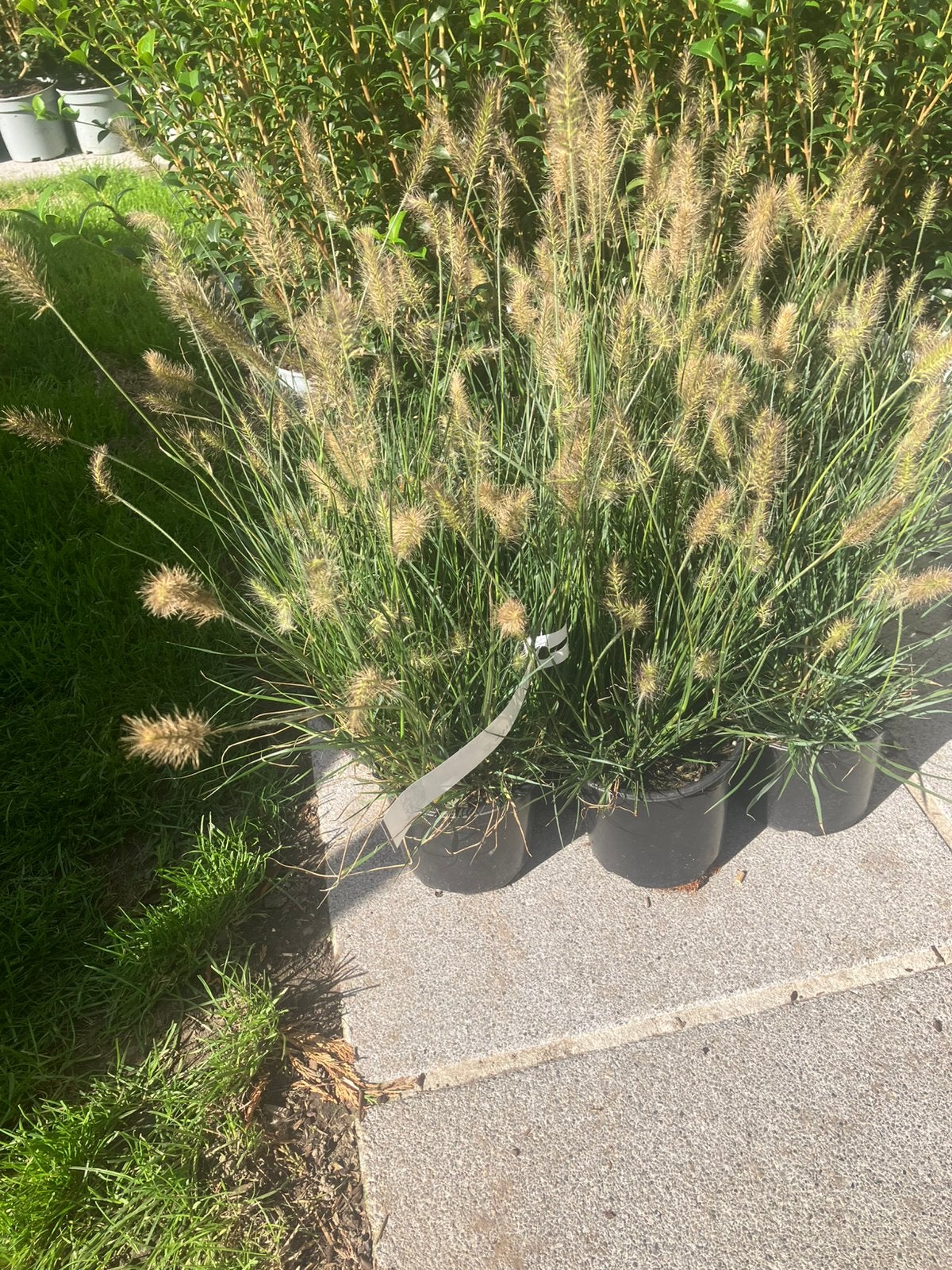 Pennisetum alop. ‘Little Bunny’ C1,5, Ophalen