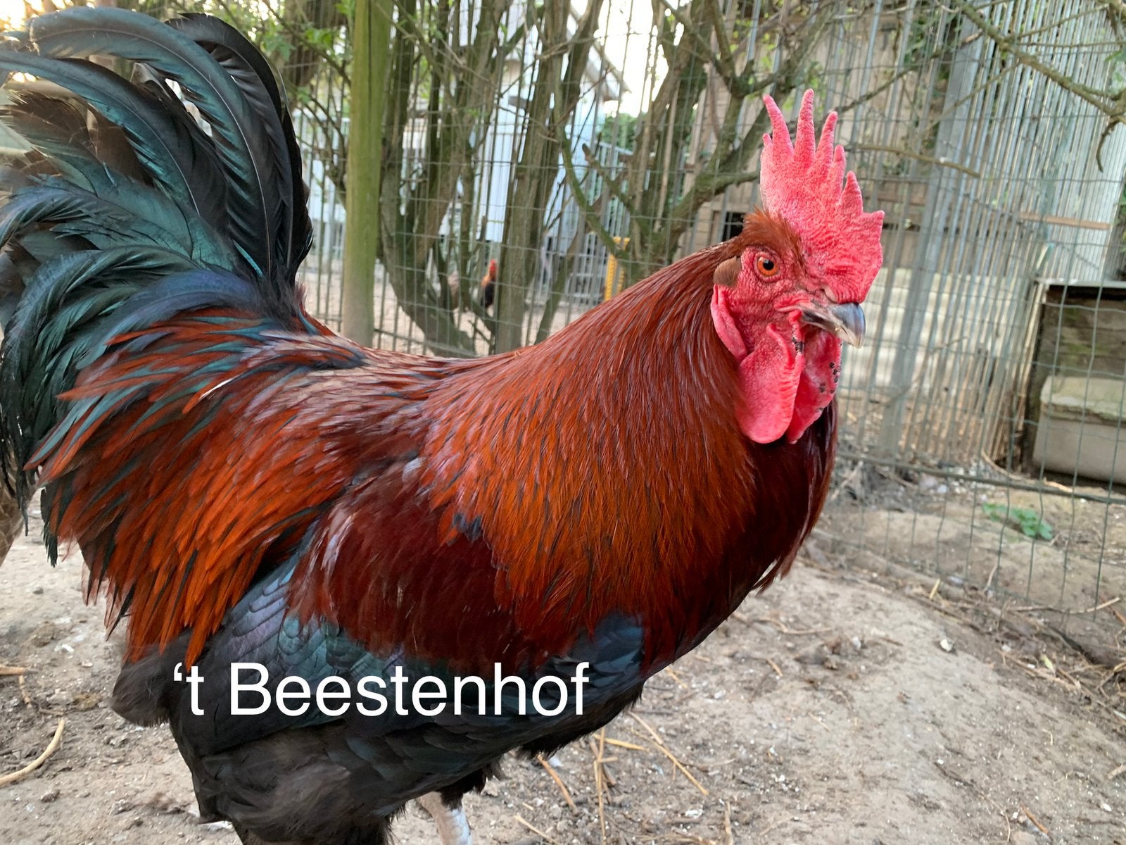 Marans, Dieren en Toebehoren