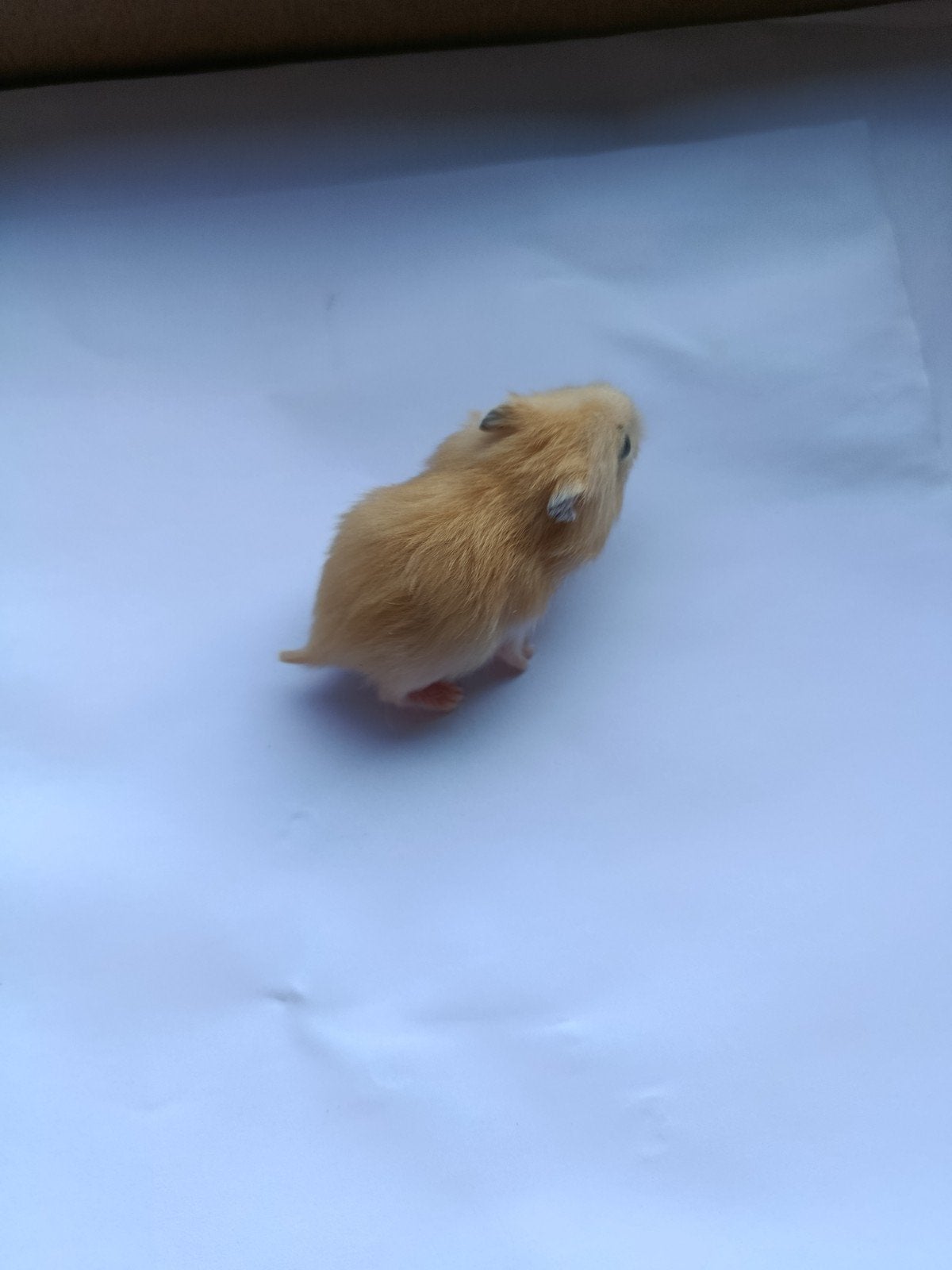 jeunes hamsters nains russes, Hamster, Domestique, Plusieurs animaux, Juillet