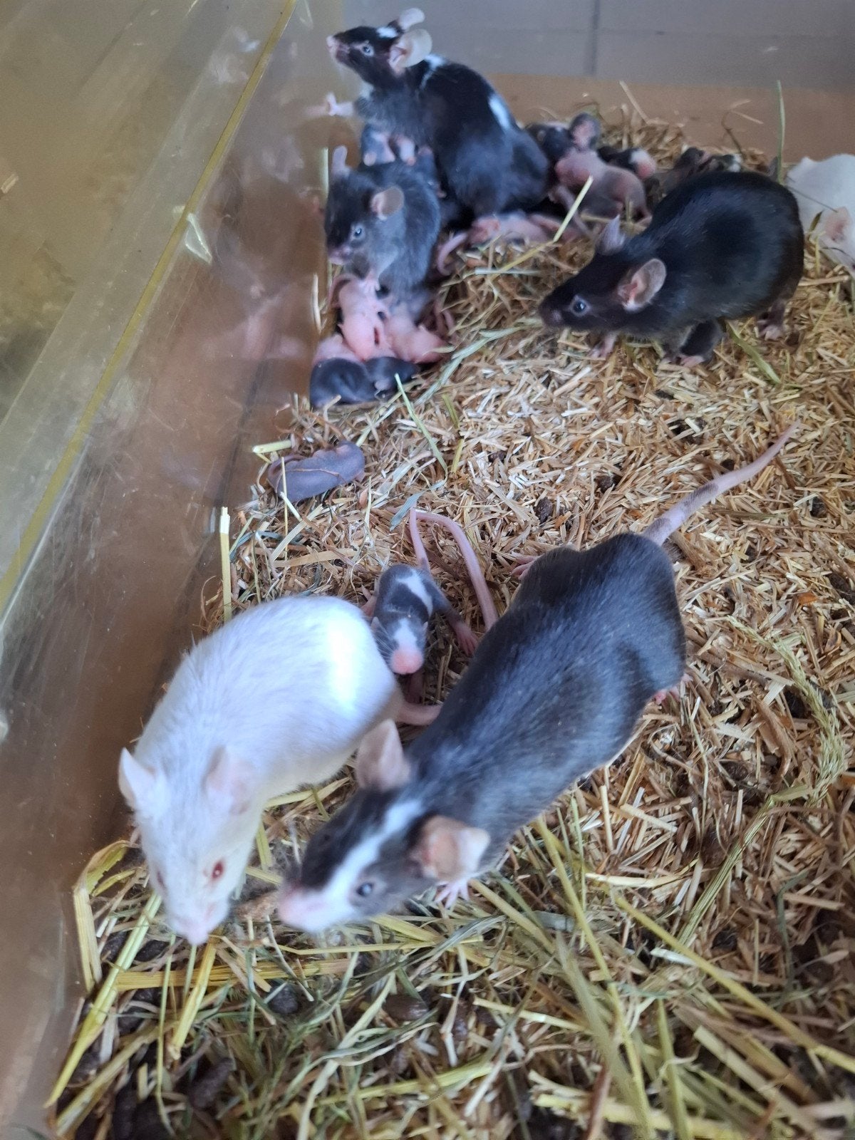 Voedermuizen, Dieren en Toebehoren, April, Meerdere dieren, Muis