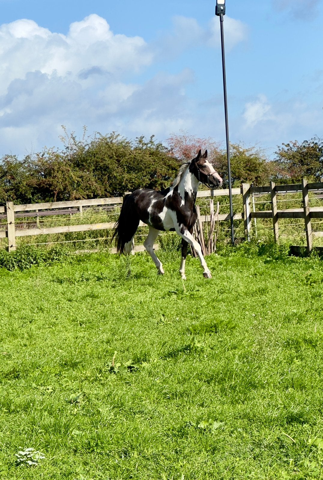 Bonte hengst, Springpaard, Minder dan 160 cm, Met stamboom, Hengst